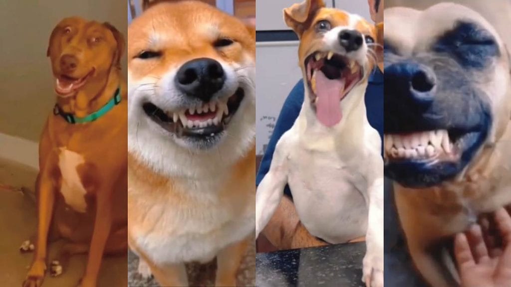 How to Stop a Dog from Jumping on People (15 Steps)