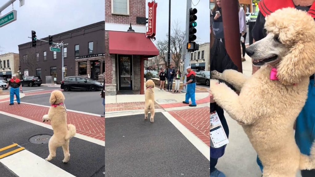 Watch video of Dog walking on his hind legs in Naperville, Illinois